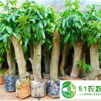 荔枝樁頭樹**綠邦農業(yè)，荔枝高壓大苗占地圈枝苗