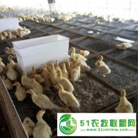 中興大號(hào)塑料鴨食槽鴨料箱圖片結(jié)實(shí)**鴨吃料食槽