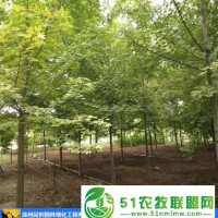 美國(guó)紅楓嫁接-徐州同創(chuàng)園林綠化-美國(guó)紅楓