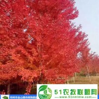 美國紅楓基地-上海美國紅楓-邳州金山苗木(查看)