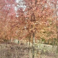 紅楓價(jià)格-泰森苗木-紅冠紅楓價(jià)格表