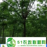 合歡樹(shù)12公分價(jià)格-可碩苗木(在線咨詢)-臨沂合歡樹(shù)價(jià)格