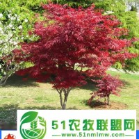 12公分美國紅楓價(jià)格-美國紅楓-邳州市亞森苗木