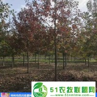 娜塔櫟基地-河北娜塔櫟-四月紫藤