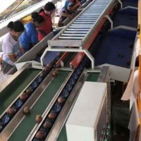 山竹重量分選機