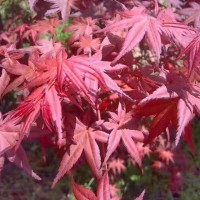 美國紅楓的價格-好苗會(在線咨詢)-江蘇邳州紅楓