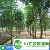 合歡樹(shù)價(jià)格-美之楓苗木綠化-12公分合歡樹(shù)價(jià)格