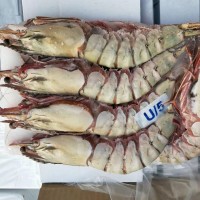 冷凍大蝦 深海捕對(duì)蝦大蝦海鮮禮盒酒店餐廳鮮凍國(guó)產(chǎn)大蝦
