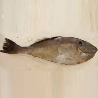 整條冷凍舟山馬面 魚深海活鮮扒皮魚 剝皮魚 海鮮馬面魚