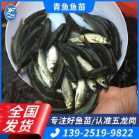 淡水養(yǎng)殖青魚苗批發(fā)四大家魚水產種苗螺絲青螺絲混魚苗8-10cm