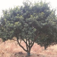 專業(yè)供應浙江余姚楊梅 8公分楊梅樹苗 矮分支楊梅工程苗量大優(yōu)惠