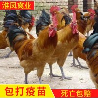 淮南王麻黃雞系列草雞生長(zhǎng)速度快散養(yǎng)土雞苗加回收