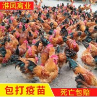 淮南養(yǎng)殖場(chǎng)批發(fā)土公雞苗 草雞成活率高 柴雞苗 笨雞苗 散養(yǎng)土雞苗