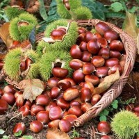 云南炒栗種毛栗現(xiàn)摘新鮮大果生板栗子斤裝批發(fā)農(nóng)家毛樹毛栗子