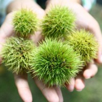 云南農(nóng)家炒栗種毛栗現(xiàn)摘大果生板栗新鮮栗子斤裝批發(fā)大粒栗子