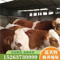大體西門塔爾牛肉牛犢 花牛犢500斤左右的西門塔爾牛什么價(jià)格
