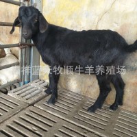 黑山羊30-40斤左右的多少錢一只 黑山羊什么品種長(zhǎng)勢(shì)快 黑山羊
