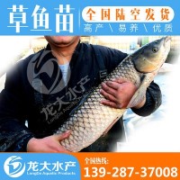 【現(xiàn)貨供應】草魚苗 草魚苗 鯇魚苗 草鯇魚苗 魚苗