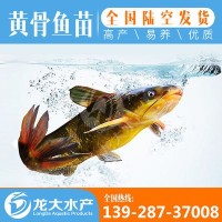 【現(xiàn)貨供應】黃顙魚苗 黃辣丁魚苗 黃骨魚苗 雜交黃顙魚苗