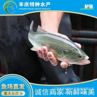 江蘇廠家供應魚苗量大價優(yōu)全國供應精品鱸魚苗 花鱸 大鱸鮫魚苗