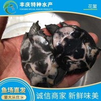 廠家供應精品花鱉苗甲魚苗 外塘花鱉 生態(tài)花鱉 仿野生花鱉養(yǎng)殖