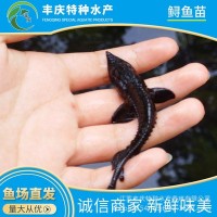 江蘇宿遷廠家供應淡水養(yǎng)殖西伯利亞雜交鱘魚苗 觀賞活體鱘魚苗
