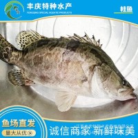 江蘇宿遷自家苗場淡水養(yǎng)殖優(yōu)質精品桂花魚苗 鱖魚苗 桂魚苗