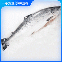 挪威三文魚刺身中段新鮮生魚片整條當天分割即食日料壽司三文魚