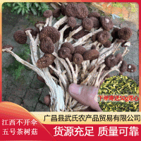 2022年新貨江西五號茶樹菇干貨產(chǎn)地直銷