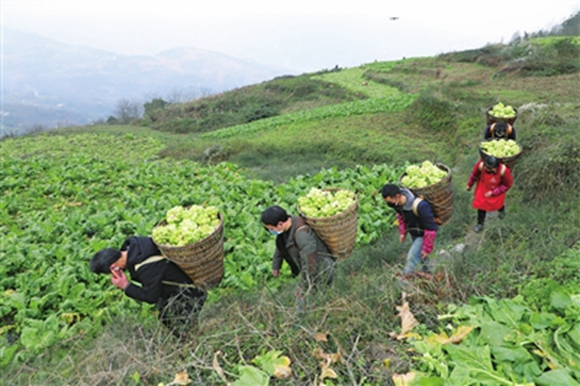 高山蔬菜產(chǎn)業(yè)。通訊員 代君君 供圖