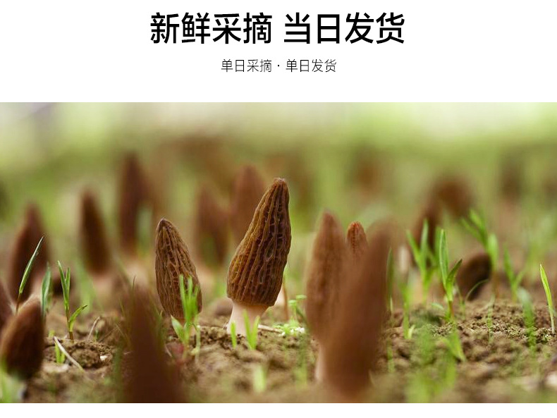 新鮮羊肚菌詳情頁(yè)_05