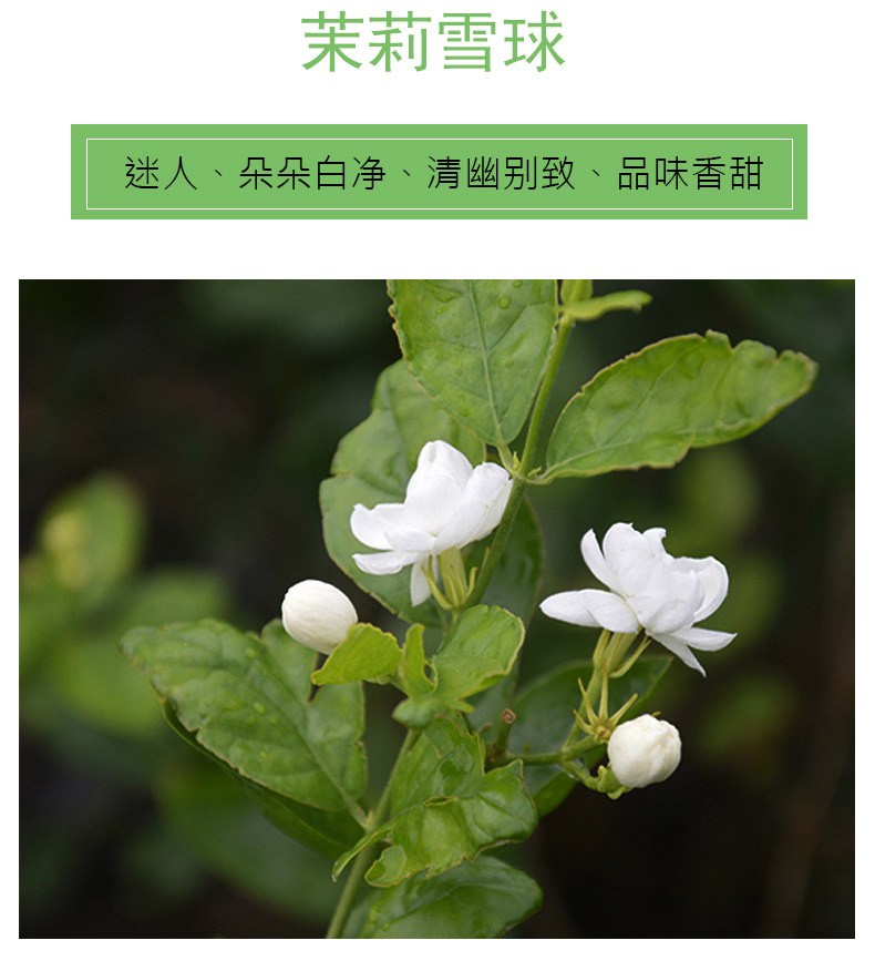 茉莉雪球詳情1_01