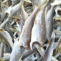 新貨小黃魚 東海黃花魚干500g 小黃魚干 連云港海鮮干貨批發(fā)