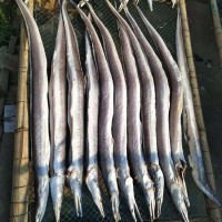 廠家批發(fā)鰻魚海鮮干貨跑江湖圓鰻魚干漁家自曬當(dāng)季新貨咸海鰻筒干