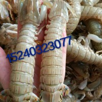 連云港海鮮；冰鮮死蝦姑；琵琶蝦‘蝦爬子’皮皮蝦‘富貴蝦