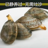 無沙花甲鮮活花甲 冰甲連云港蛤蜊花蛤批發(fā) 酒店食材海鮮水產批發(fā)