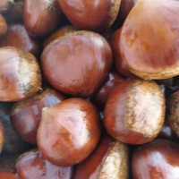 板栗批發(fā) 丹東生栗子小號(hào)新鮮毛板栗甜糯農(nóng)家現(xiàn)摘帶殼栗子 生板栗