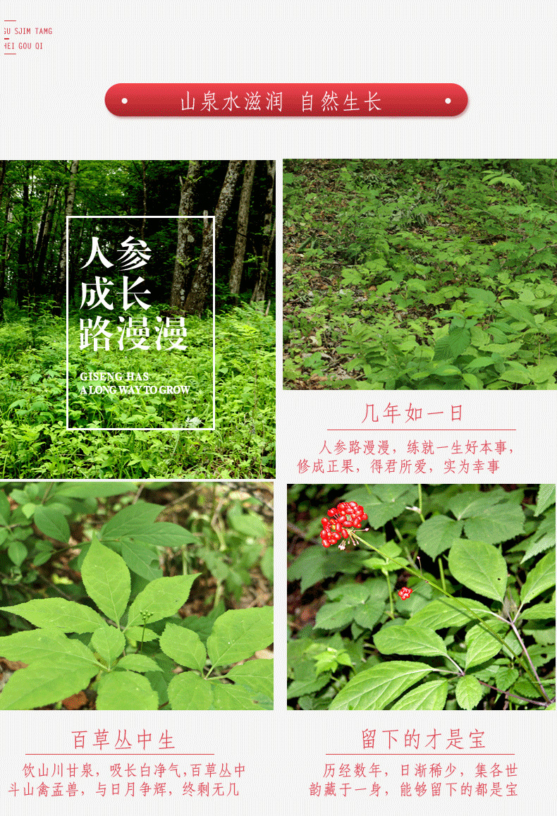 鮮人參描述001修改完成_09