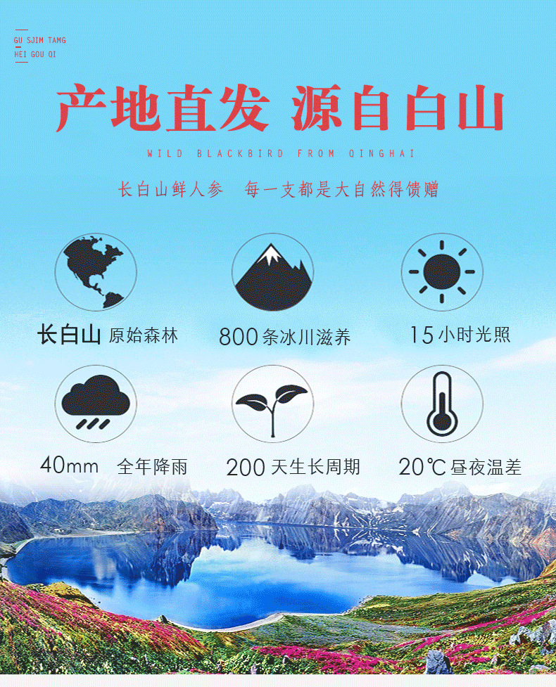 鮮人參描述001_08