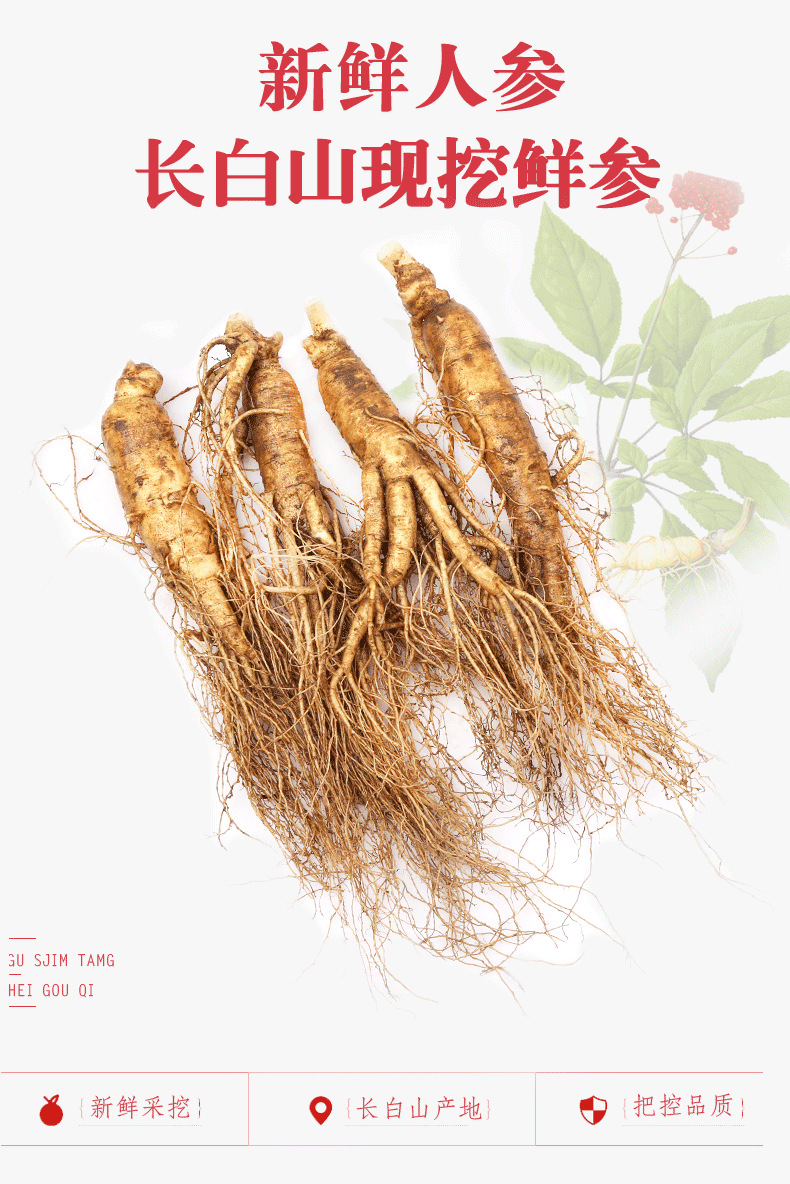 鮮人參描述001_01