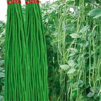 長(zhǎng)豆角無筋高產(chǎn)豇豆四季早熟蔬菜種子農(nóng)家長(zhǎng)抗蟲抗病高產(chǎn)