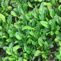 批發(fā) 零售 菠菜種子