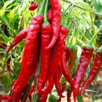 出售優(yōu)質(zhì)的干辣椒 紅線椒種子辣味極強(qiáng) 家庭裝