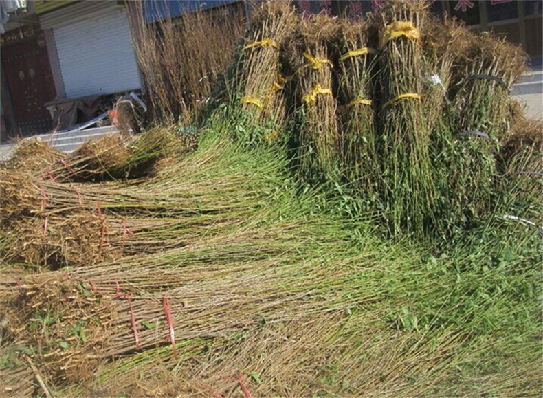 圖片20150207165752