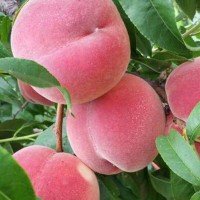 安徽桃樹苗嫁接苗水蜜桃冬桃苗黃桃苗早中晚熟南北方種植山東桃苗