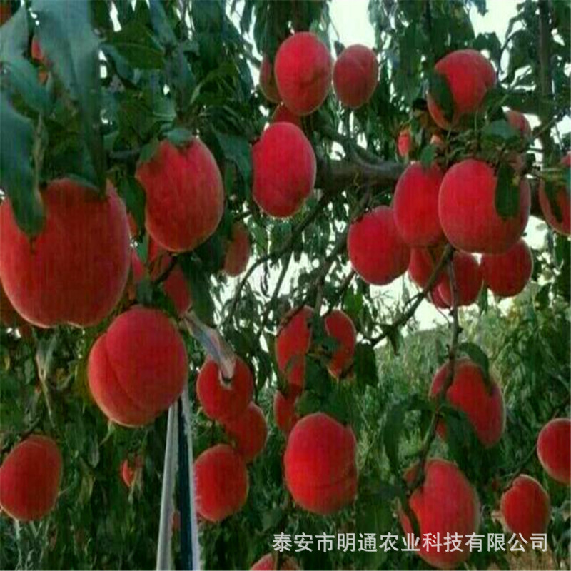 445bea2f45cdbdaa99425f0d0e2693