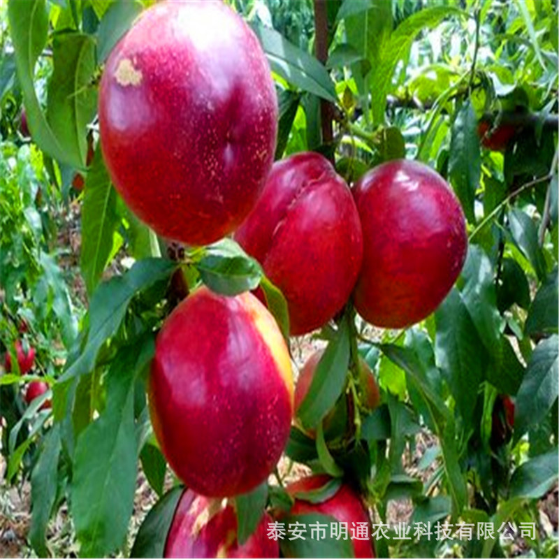 8de13f6a812433d9cdaf7744ecd746