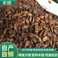 動(dòng)物性蛋白飼料干蠶蛹 雞鴨鵝飼料蛋白原料 魚類養(yǎng)殖蠶蛹粉