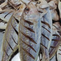 半干金線(xiàn)魚(yú)海鮮干貨一夜情干批發(fā)咸魚(yú)干干貨海鮮批發(fā)咸魚(yú)干貨批發(fā)