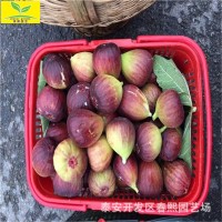 出售波姬紅無(wú)花果樹(shù)苗 品種全 可盆栽地栽 1公分2公分無(wú)花果樹(shù)苗